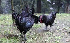 烏骨雞的常用礦物質、維生素飼料簡介