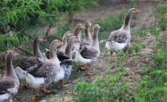 生產(chǎn)肥肝鵝的品種、性別與年齡選擇問題