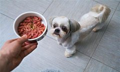 犬飼料中為何要添加鐵、銅等微量元素