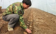 生姜的種植密度是多少？生姜浸種消毒新配方