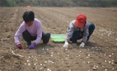 大蒜什么時(shí)間種植，如何掌握大蒜種植深度？