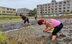 記住西瓜種植的訣竅，可讓西瓜大圓甜掉牙！