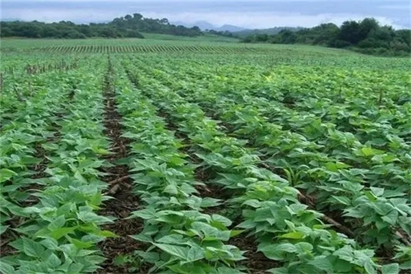 黑豆種植的株距和行距