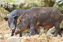 野豬一般幾點出來活動，野豬和疣豬哪個更厲害