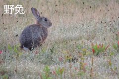 養(yǎng)野兔犯法嗎？養(yǎng)野兔子要注意什么？