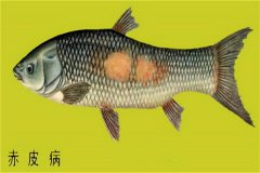 養(yǎng)殖魚(yú)類怎樣防治赤皮病？如何預(yù)防？