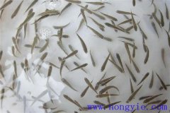 怎樣高效益養(yǎng)殖異育銀鯽 其魚苗魚種如何培育？