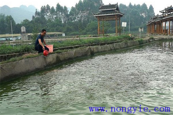 魚(yú)塘飼料的消毒方法