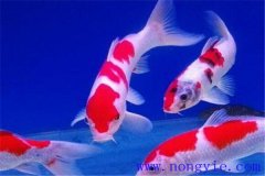 在水族箱中喂養(yǎng)錦鯉要注意些什么？