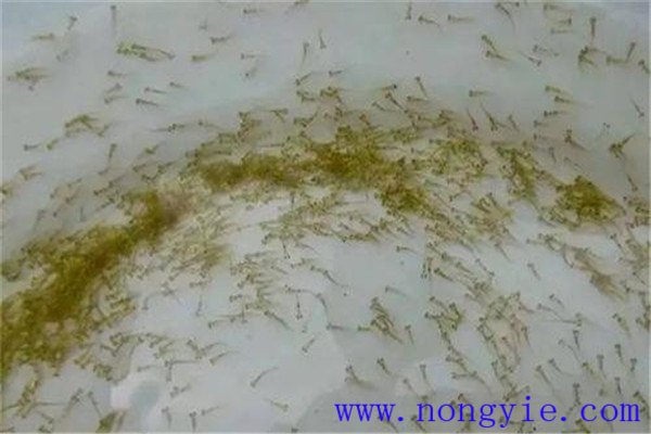 農(nóng)家怎樣培養(yǎng)成魚苗和魚種