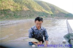 養(yǎng)殖加州鱸魚(yú)所需的適口餌料有幾種如何選用