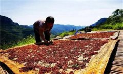 花椒采摘后怎樣晾曬？花椒晾干方法簡介