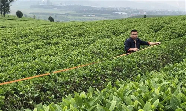 如何對茶樹進(jìn)行定型修剪