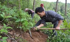 茯苓種植技術與栽培管理方法簡介