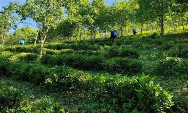 種植茶園防護(hù)林和遮陰樹