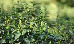 如何對(duì)茶樹(shù)越冬休眠期病蟲(chóng)害進(jìn)行綠色防控？