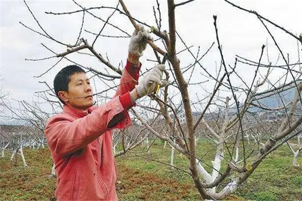 油桃樹如何通過修剪早產(chǎn)