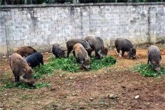 飼養(yǎng)野豬要注意哪些問(wèn)題 野豬能與家豬雜交嗎？