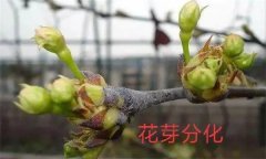 梨樹開花結(jié)果有什么特點？