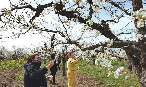 梨樹(shù)的開(kāi)花、授粉和坐果