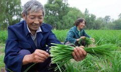 薹韭與韭菜有何區(qū)別 如何使薹韭早抽薹多抽薹？