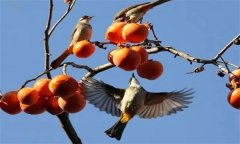 鳥害如何預(yù)防？鳥害防治的主要手段和方法