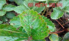 怎樣防治草莓葉斑?。ㄉ哐鄄。?？