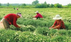 菊花的采收時(shí)間、采收方法與加工與貯藏問題