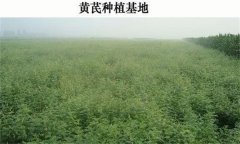 黃芪產地在哪里？黃芪生態(tài)習性簡介