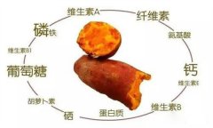 紅薯的營養(yǎng)特點(diǎn) 紅薯的輔助功能知多少？