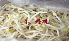 如何挑選豆芽？有根豆芽與無根豆芽有什么區(qū)別