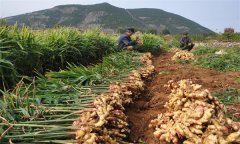 種植生姜怎樣進(jìn)行科學(xué)施肥？