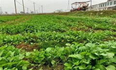 油菜日光溫室早春、秋延遲栽培技術(shù)要點有哪些