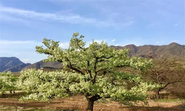 梨樹二層開心形及整形修剪技術